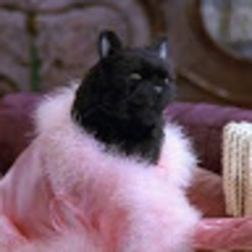 Meet your Posher, Sienna